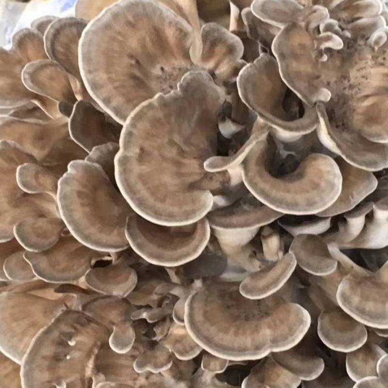 mushroom spawn suppliers maitake mushroom spawn
