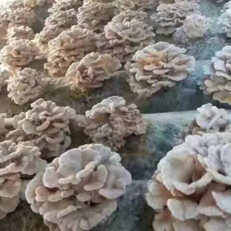mushroom spawn suppliers maitake mushroom spawn 3