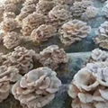 mushroom spawn suppliers maitake mushroom spawn