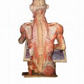 Painter Plastinated Bodies for Plastination Museum and Exhibit