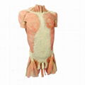 Muscles of Trunk Plastination Human Body for Teaching Anatomy 1