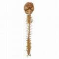 Brain and Spinal Cord Silicon Small Scale Plastination Specimen 1