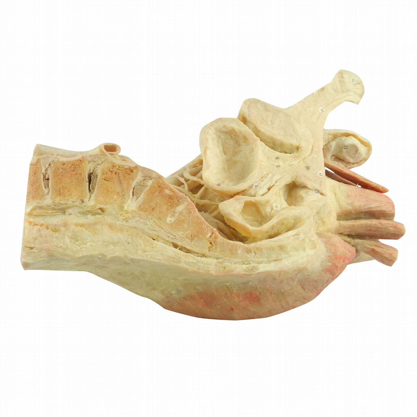 Median Sagittal Section of Male Pelvis Human Plastinated Specimen