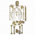 Real Human Skeleton (disarticulated) for Plastination Exhibit 1