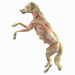 Plastinated Dog Specimen for Plastination Exhibit