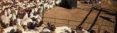 Boer Goats Live For Sale