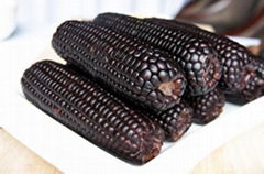 陕西滕灿有机种子出售 黑玉米