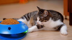 Rolling Ball CAT bowl