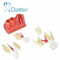 High quality teaching human oral model dental unit dental product for dentist 2
