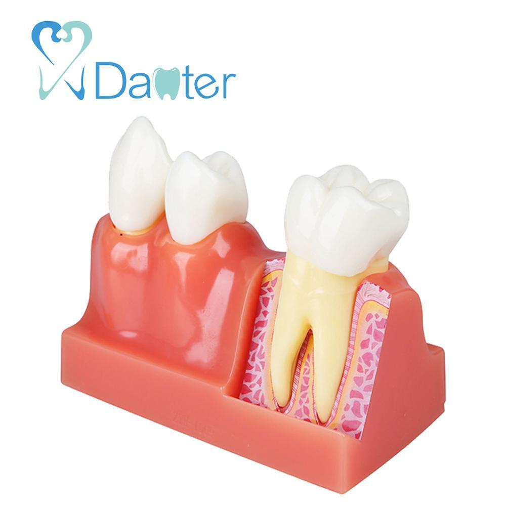 High quality teaching human oral model dental unit dental product for dentist 3