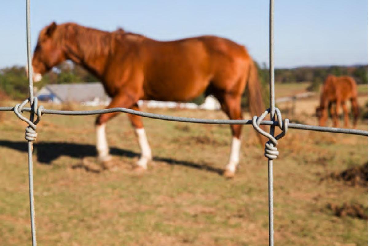 High zinc coating fixed knot horse fence