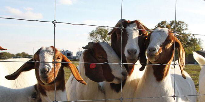 galvanized-high tensile fixed knot goat&sheep fence