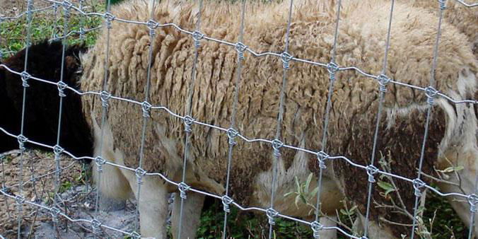 galvanized-high quality fixed knot goat&sheep fence 3