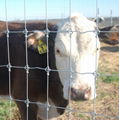 High Tensile Fixed Knot Cattle Fence