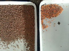 lentil color sorter with ccd camera and