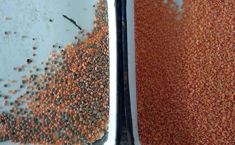 lentil color sorter with ccd camera and led lamps 2