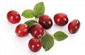 IQF Cranberry 1