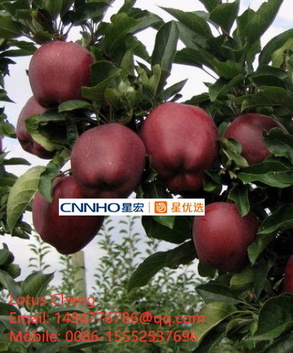 Huaniu Apple 5