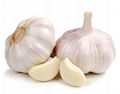Fresh garlic 3