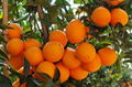 Fresh Navel Orange 2