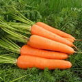 Carrot