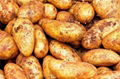 Organic New Harvest Fresh Potato