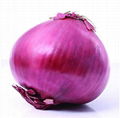 Wholesale Fresh Onion