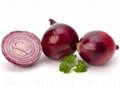 Wholesale Fresh Onion 4