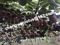Fresh kiwi fruit 4
