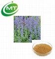 Organic Catnip Extract Powder Nepeta Cataria Catnip Extract 