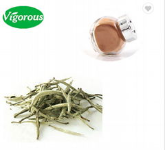 white tea extract