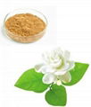 Top quality Free samples Jasmine Flower Extract 