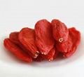 Ningxia manufacture common sweet goji berry/wolfberry 2