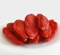 Ningxia manufacture common sweet goji berry/wolfberry