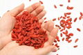 Dried Fruit Goji Berry Wolfberry 1