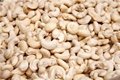 cashew nut ww320 WW240 3