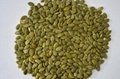 Brand new vegetable seed with high quality