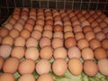 Fresh Table Chicken Eggs ( Brown and White)