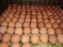 Fresh Table Chicken Eggs ( Brown and White)