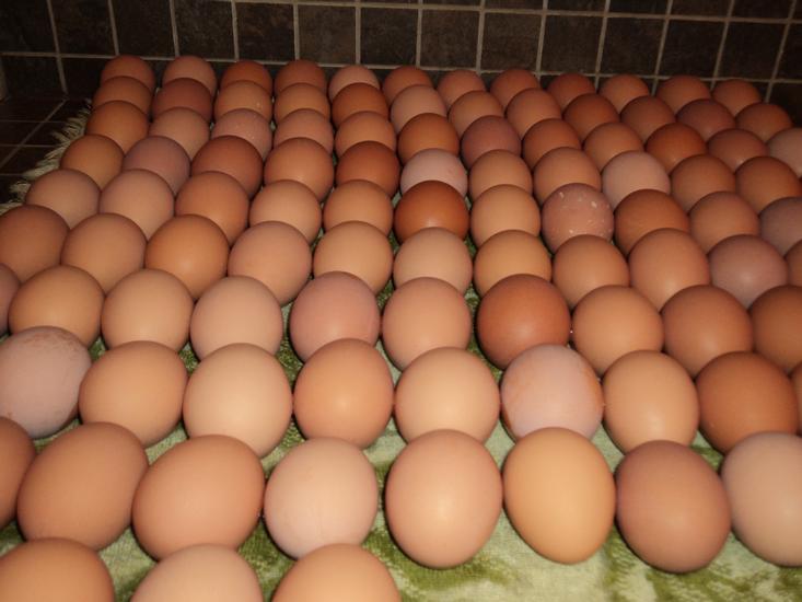 Fresh Table Eggs White 40g-50g-60g-65g-70g