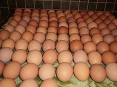 Fresh Table Eggs White 40g-50g-60g-65g-70g