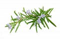 Rosemary extract Rosmarinic acid 5%