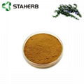 Rosemary extract Rosmarinic acid 5% 6