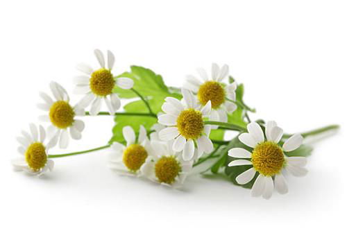 chamomile extract apigenin 98% 5