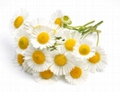 chamomile extract apigenin 98% 7