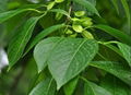 Eucommin leaf extract chlorogenic acid 98%