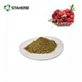 杨梅素98%bayberry bark extract myricetin 98% 2