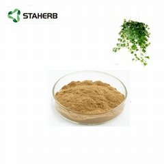 常春藤提取物常春藤總皂甙10%Ivy leaf extract  ivy saponins