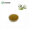 橄榄叶提取物橄榄苦甙Olive leaf extract Oleuropein 2