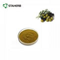 橄榄叶提取物橄榄苦甙Olive leaf extract Oleuropein 3